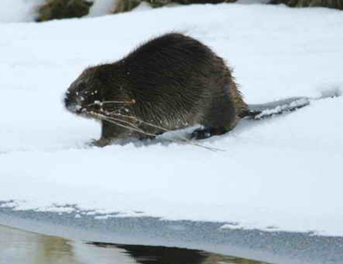 American Beaver