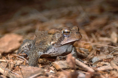 American Toad