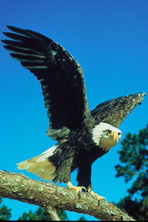 Bald Eagle