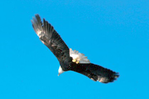 Flying Bald Eagle