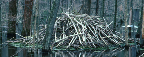 Beaver lodge