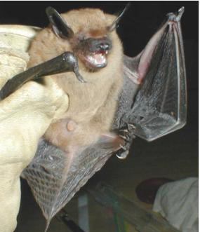 Big brown bat