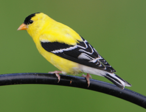 American Goldfinch