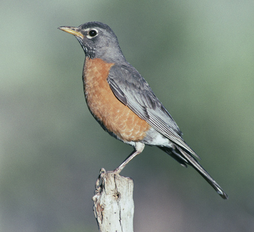 American robin