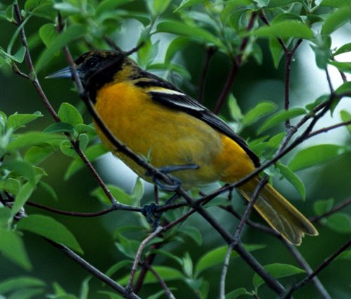 Baltimore Oriole