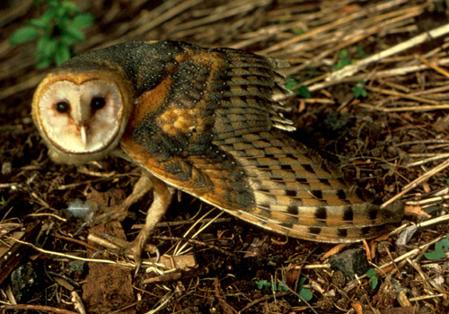 Barn Owl