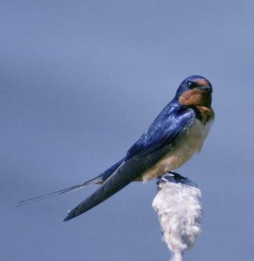 Barn Swallow