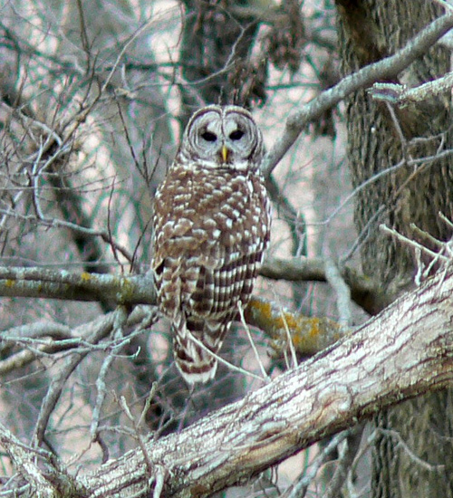 Barred Owl