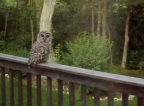 barred owl on deck