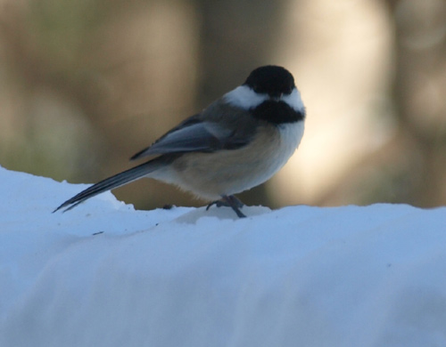 Black-capped Chickadee