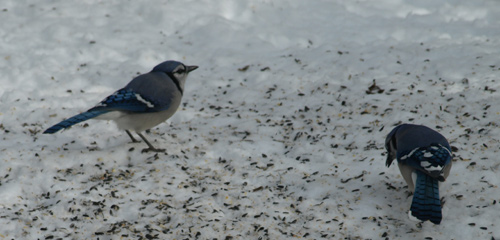 Blue Jays