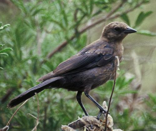 Brown-headed Cowbird