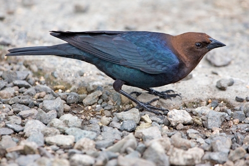 Brown-headed Cowbird