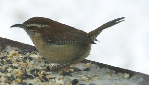 Carolina wren