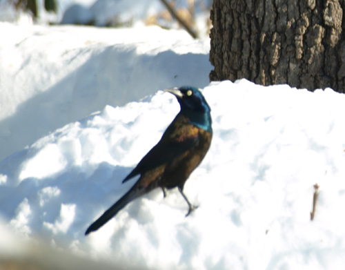 Common Grackle