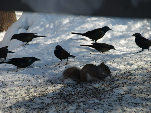 Common grackles