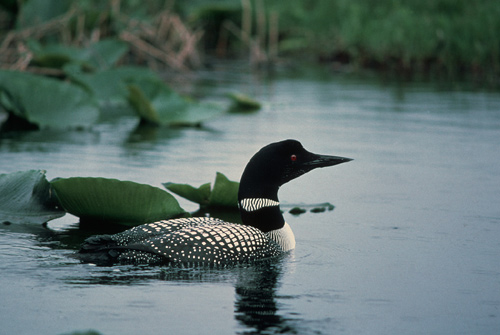 Common Loon