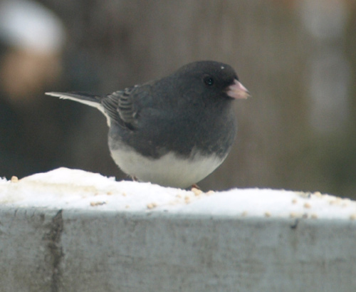 Dark-eyed Junco