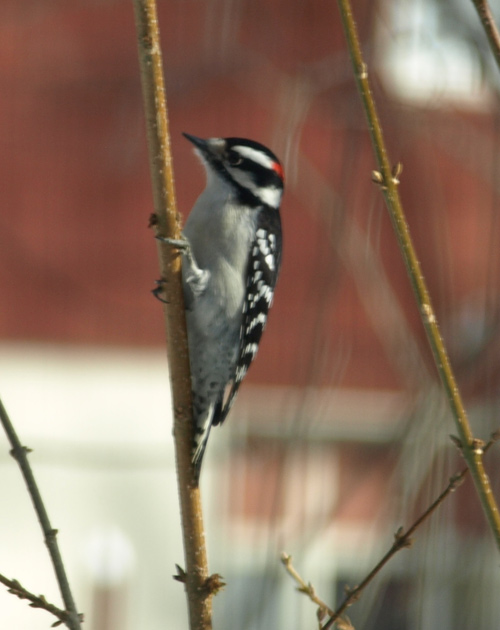 Downy Woodpecker