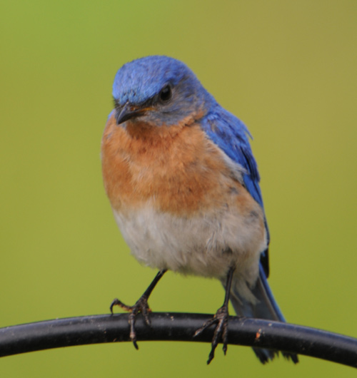 Eastern bluebird