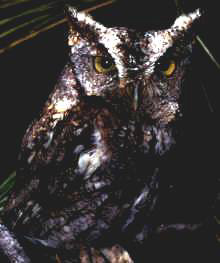 Eastern Screech Owl