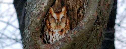 Eastern Screech Owl