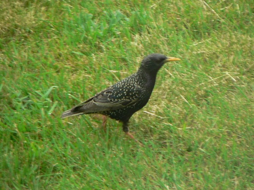 European Starling