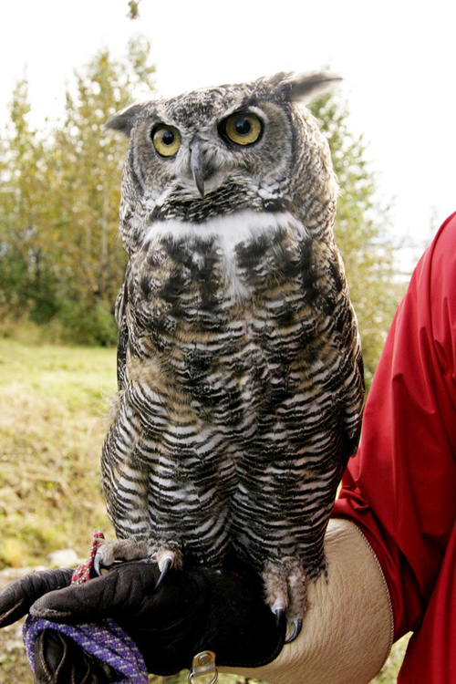 Great Horned Owl