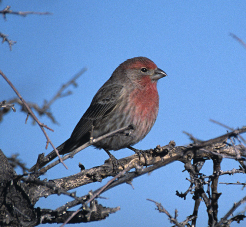 House Finch