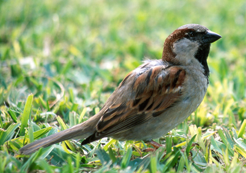 House Sparrow