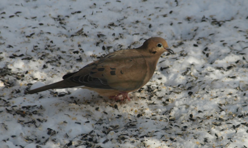 Mourning Dove