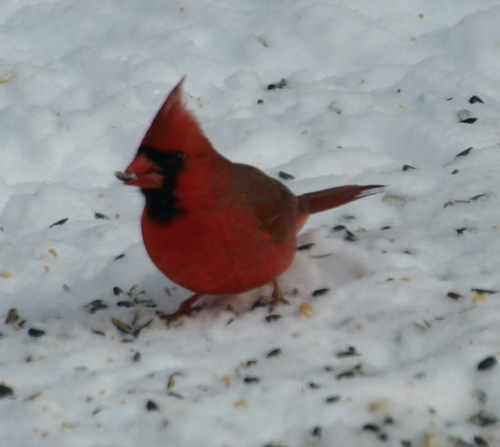 Northern cardinal