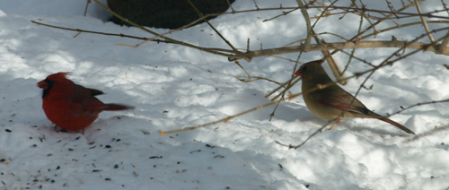 Northern cardinals