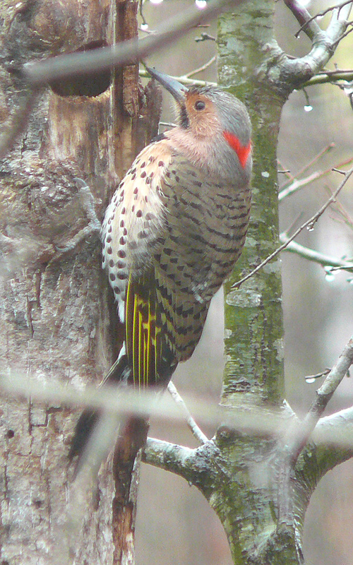 Northern Flicker