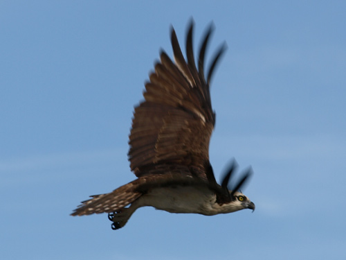 Osprey