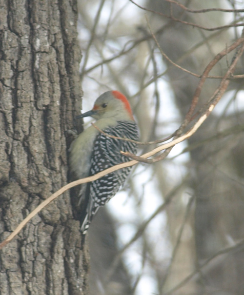 Red-bellied Woodpecker