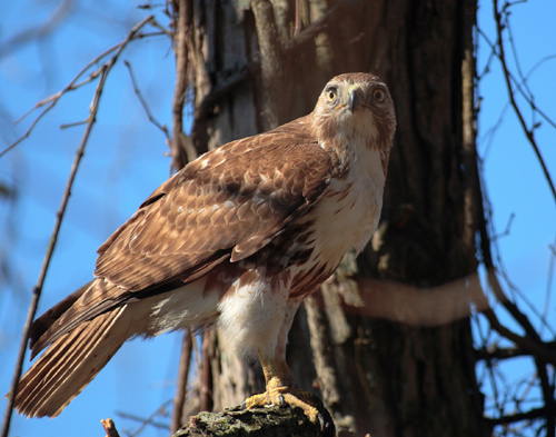 Red Hawk