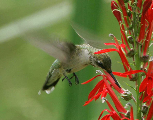 Ruby-throated Hummingbird