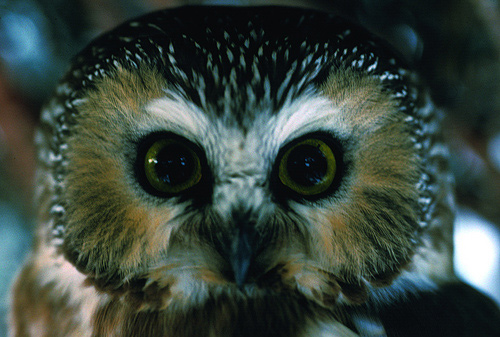 Saw-whet Owl