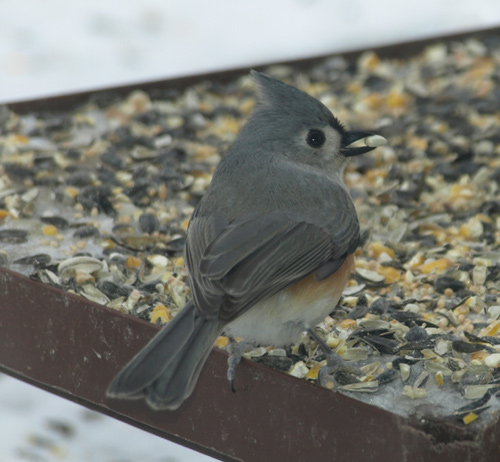 tufted titmouse