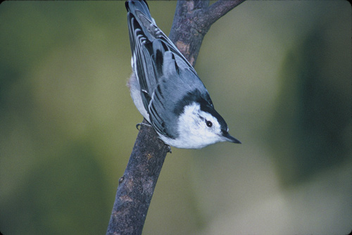 White-breasted Nuthatch