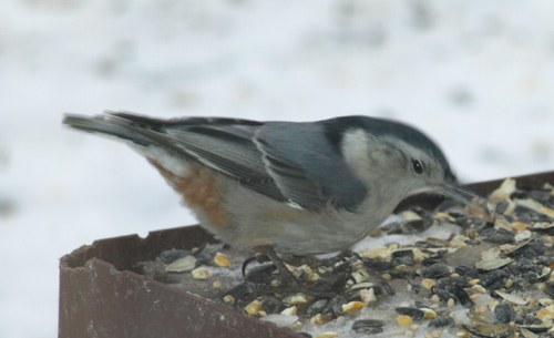 White-breasted Nuthatch