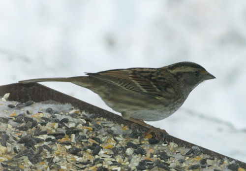 White Throated Sparrow