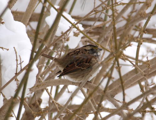 White Throated Sparrow