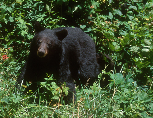 Black Bear