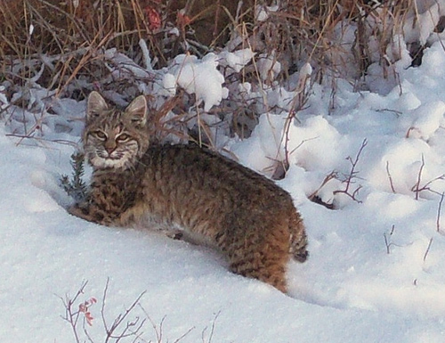 Bobcat