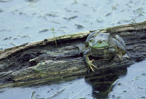 American Toad