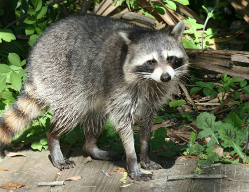 Common Raccoon