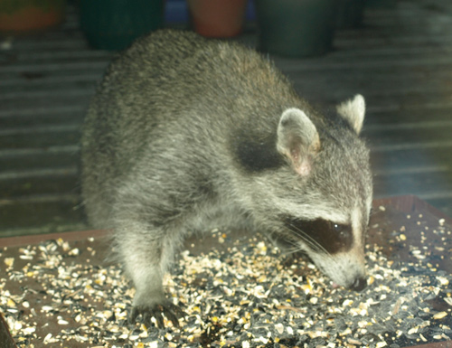 Common Raccoon