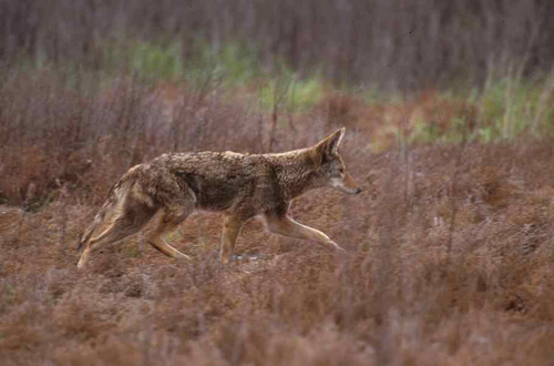 Coyote